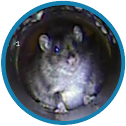 A drain survey can help you with rats in Forest Hill and Dulwich properties